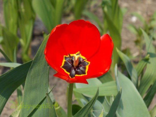 цветущий тюльпан