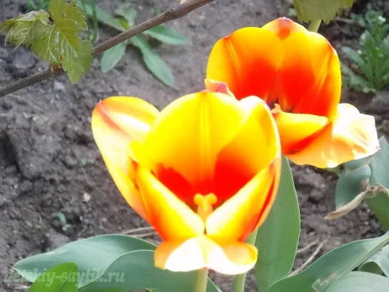 тюльпаны фото