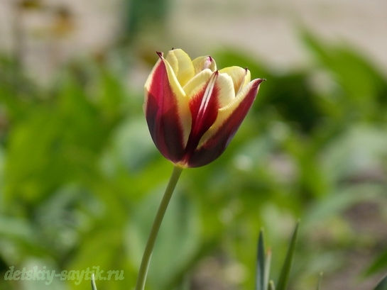 тюльпаны весна фото