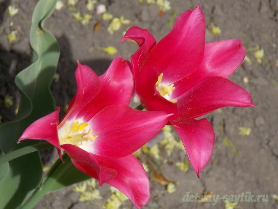 малиновые тюльпаны