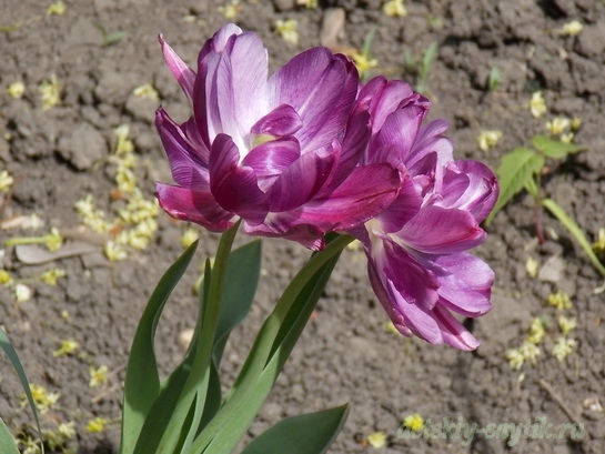 фото фиолетовых тюльпанов