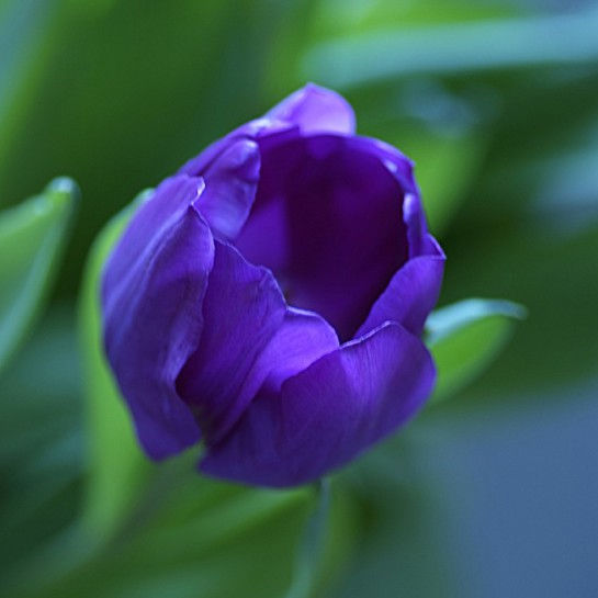 синие тюльпаны