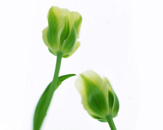 зеленые тюльпаны