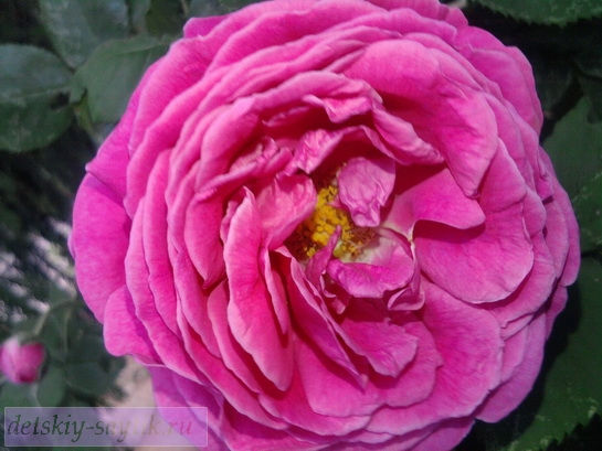 летний цветы фото чайная роза