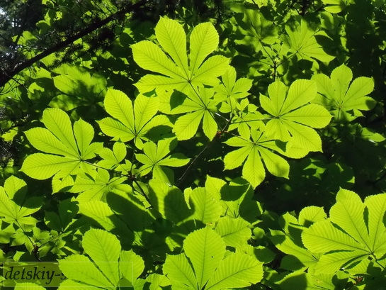 приметы лета зеленые листья