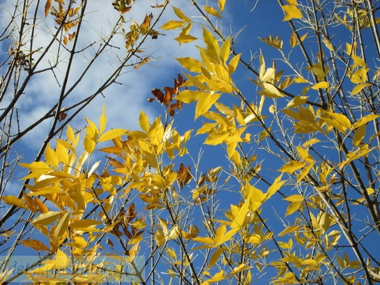синева и золотые листья