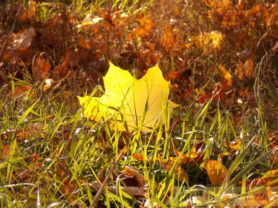 солнечный кленовый лист в траве